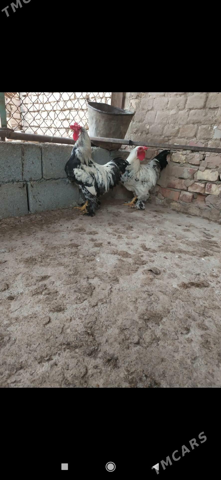 towuk balgar brama juyje - Kaka - img 1