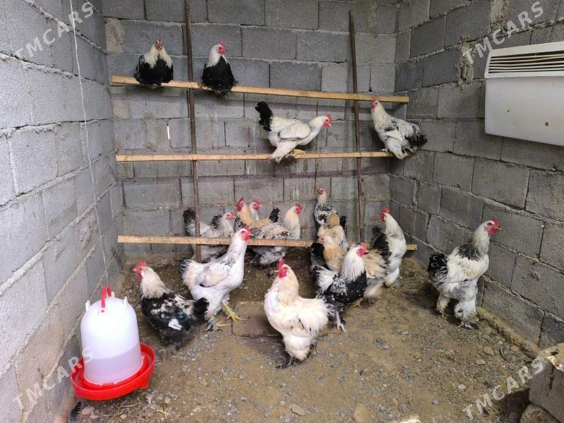 HORAZ BALGAR JUJE - Багир - img 1