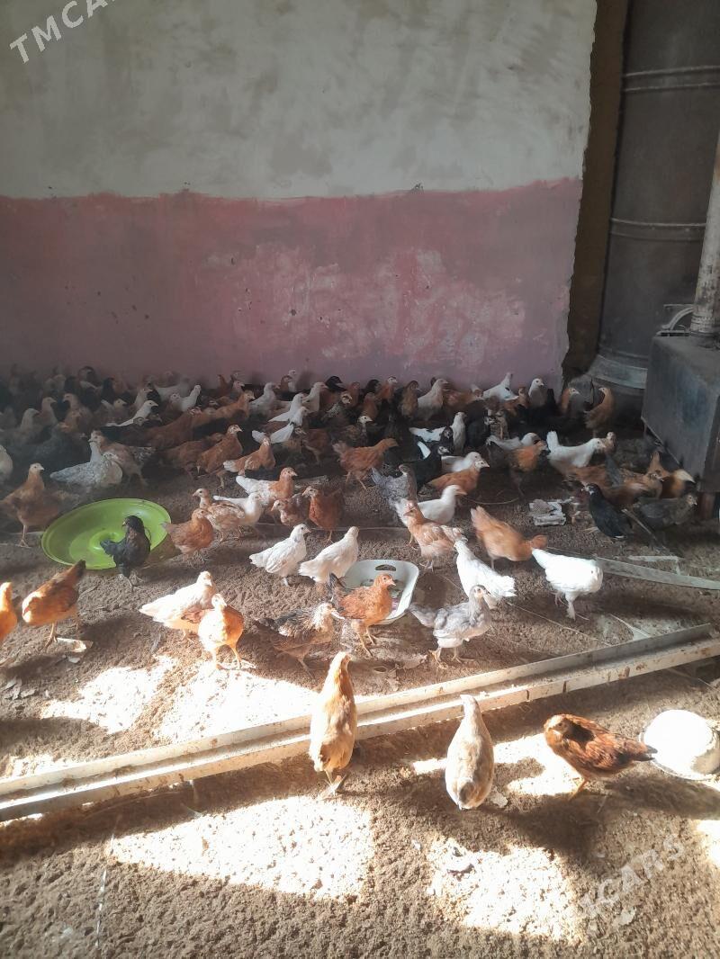 jüje - Sakarçäge - img 1