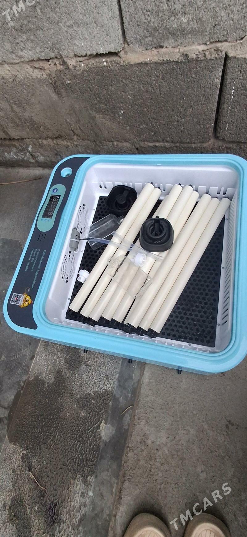 inkubator - Büzmeýin - img 1