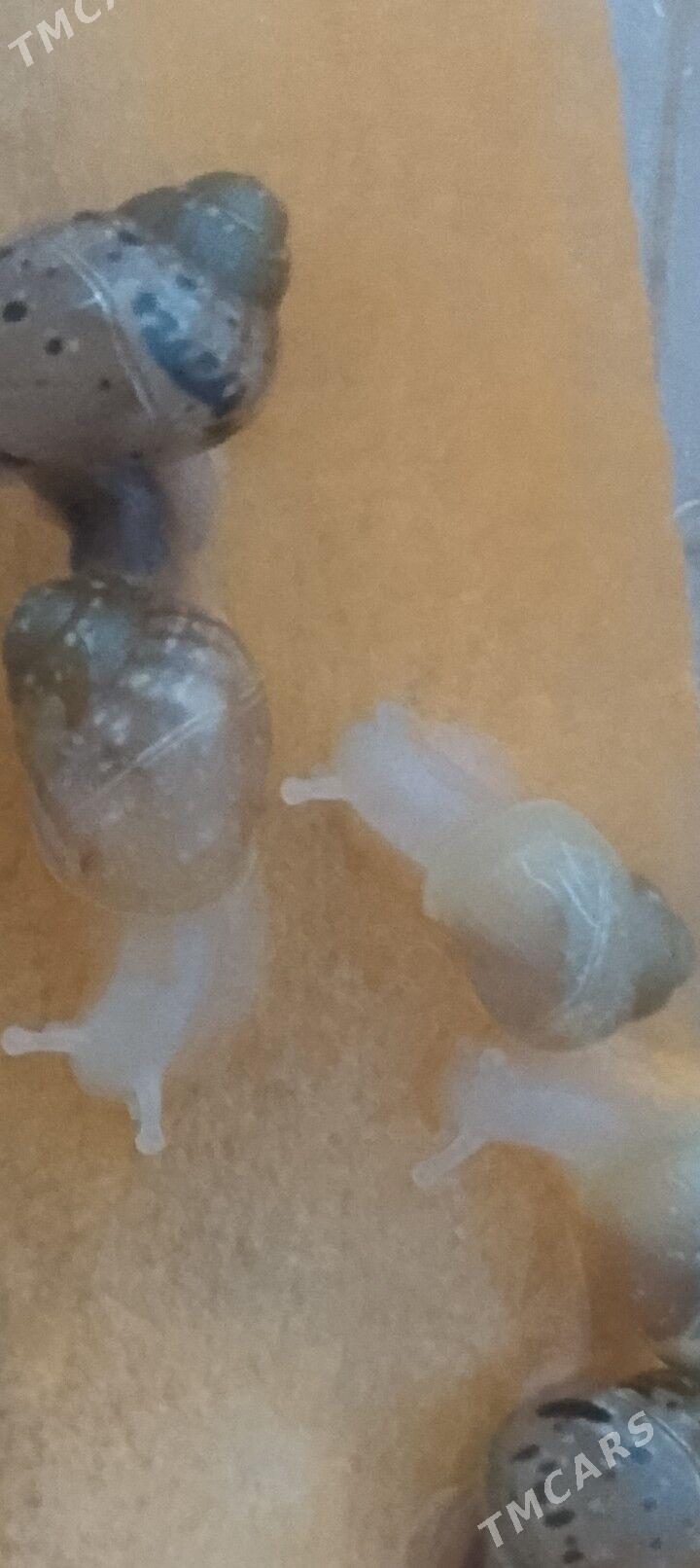 Улитки Ахатины - Туркменабат - img 1