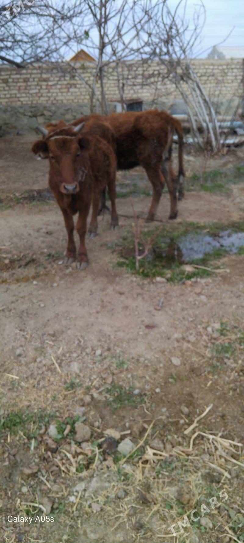 2 gacar - Bereket - img 1