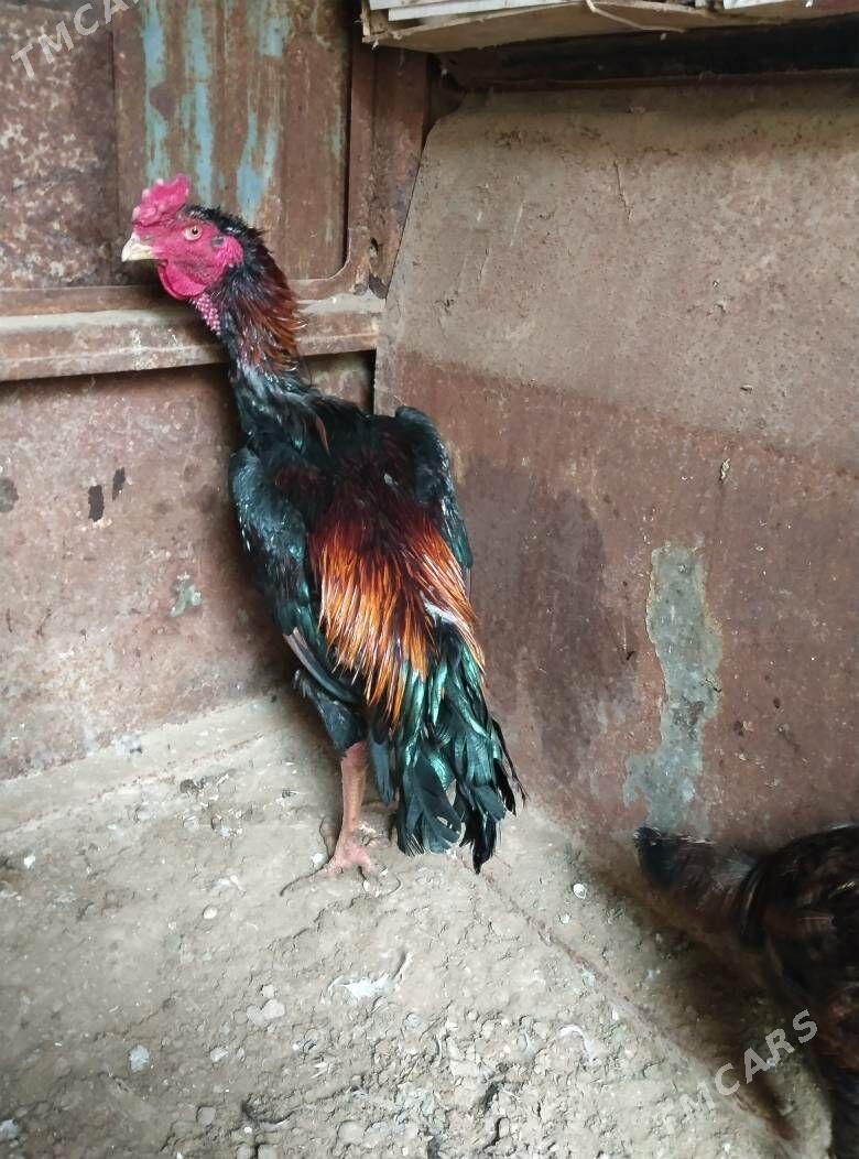 TASKENT HORAZ - Esenguly - img 1