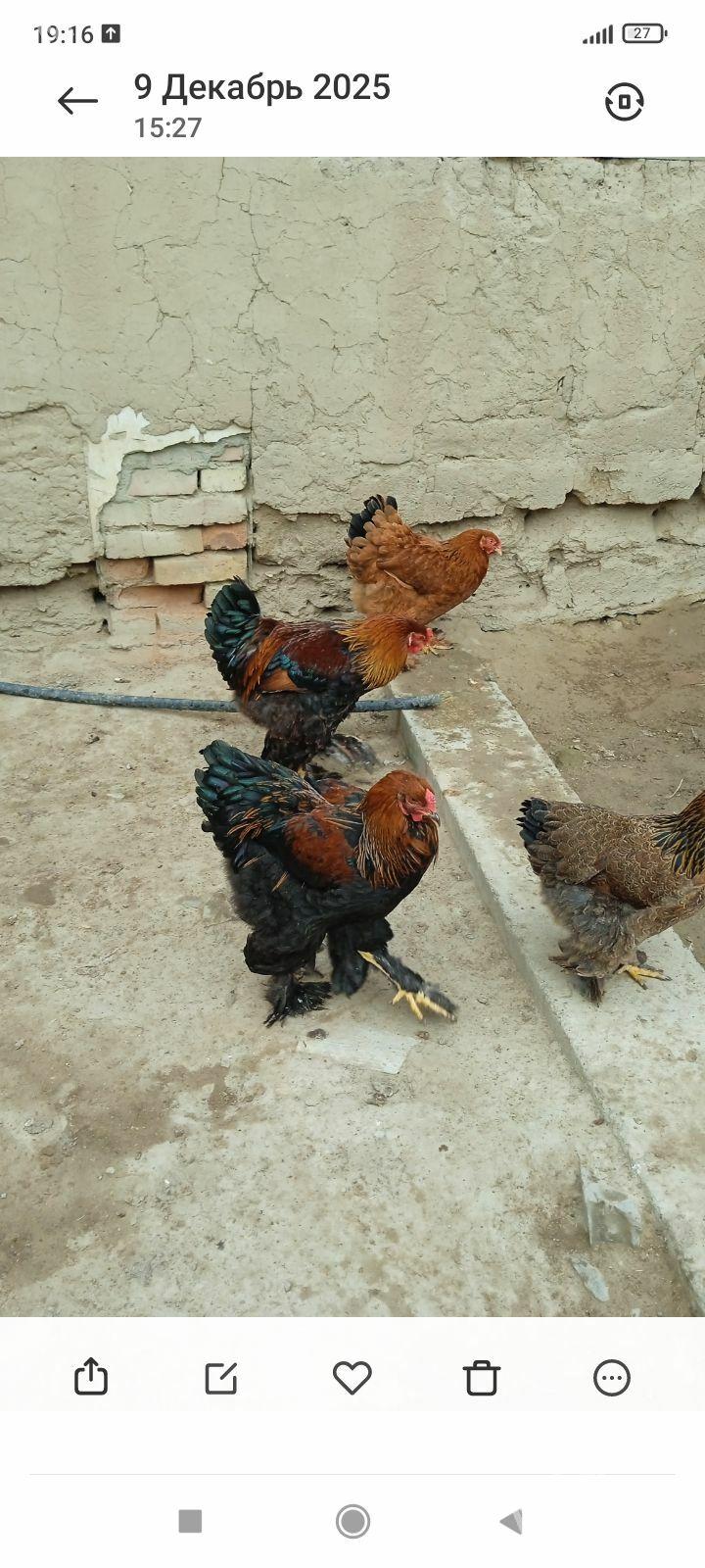 brama towuk - Magtymguly - img 1