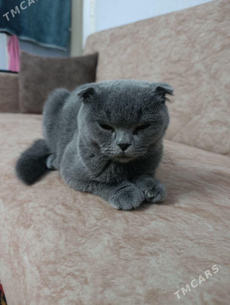 шотландский кот - Baýramaly - img 1