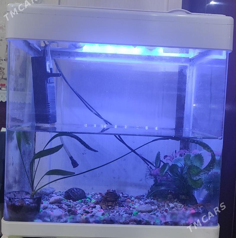 Аквариум - Aşgabat - img 1