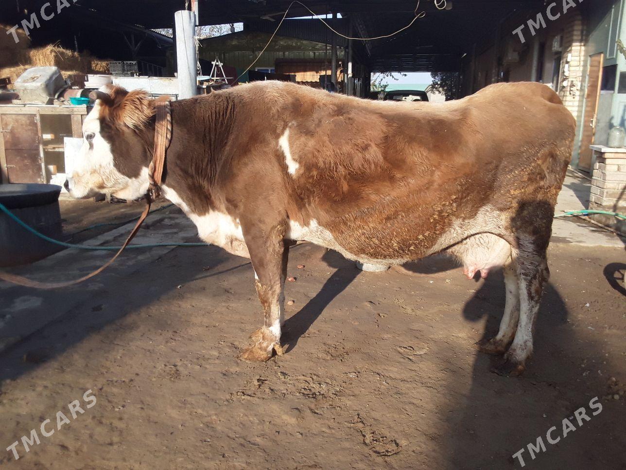 Sygyr - Бахарден - img 1