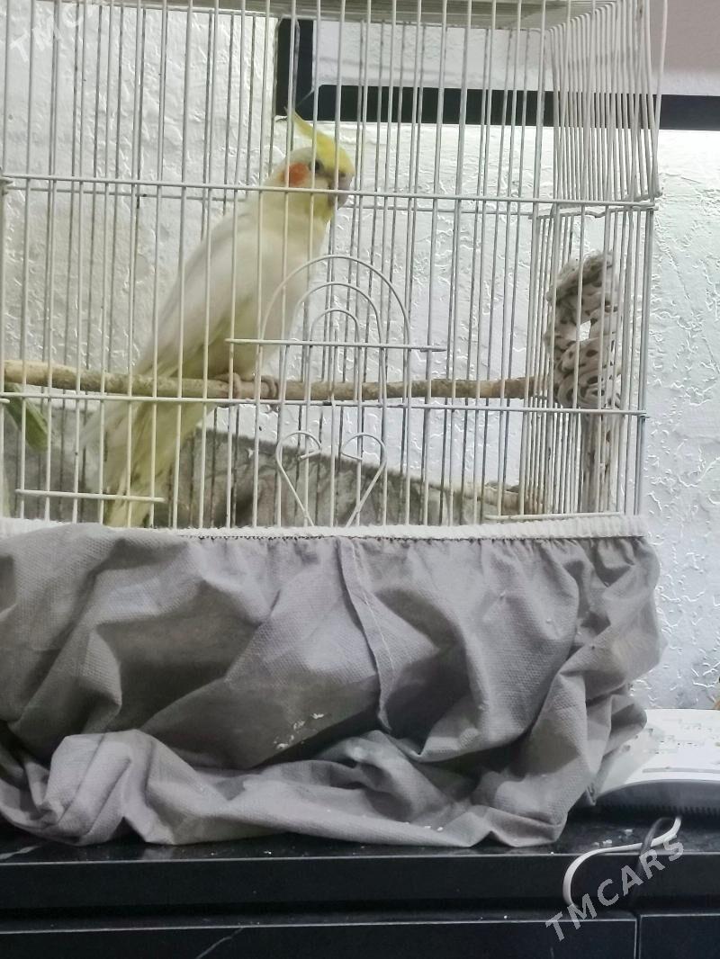 попугай карелла - Türkmenabat - img 1