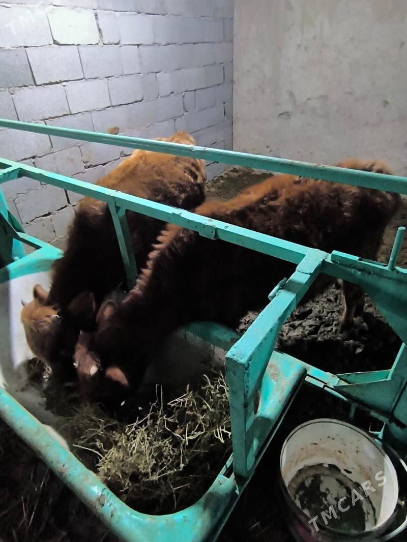 ökizçe - Ýalkym - img 1