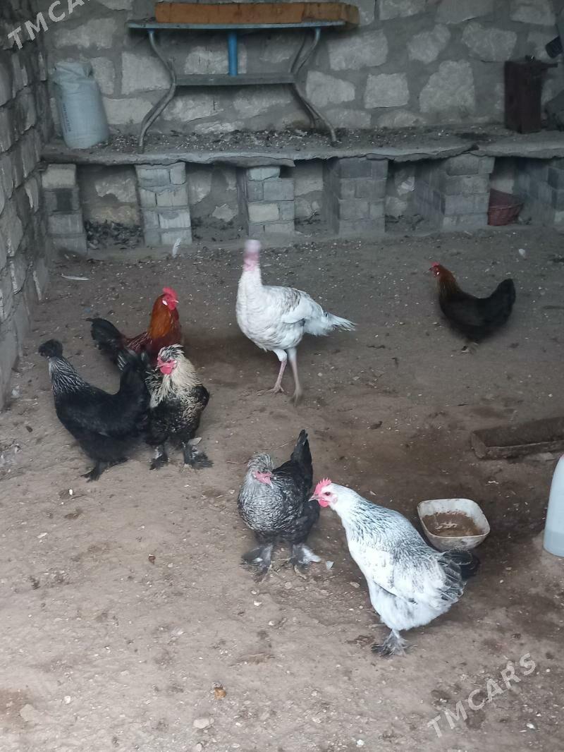 towuk induk - Türkmenbaşy - img 1