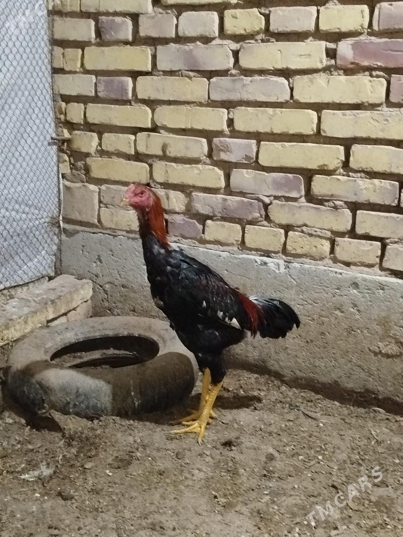 horaz - Tejen - img 1