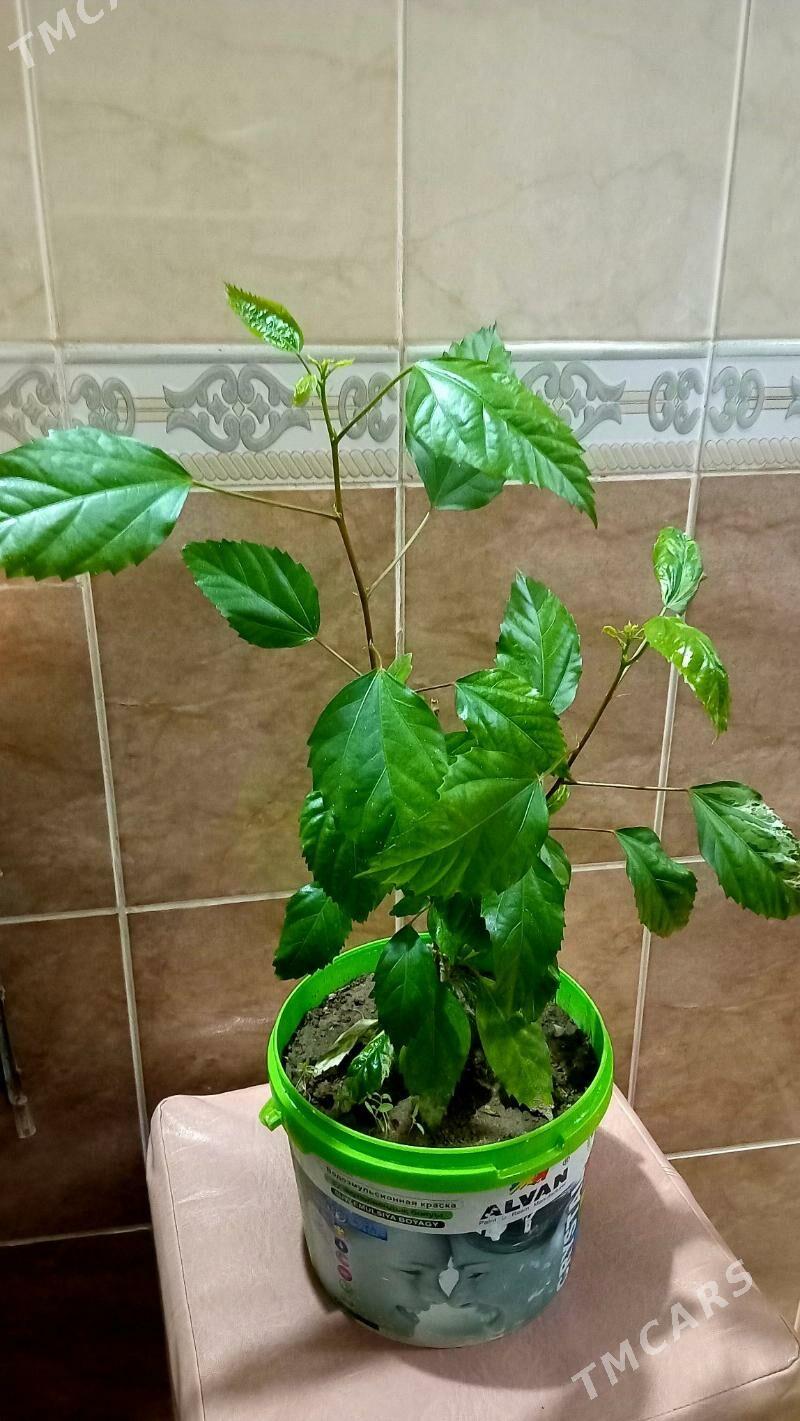 kitayiski roza - Туркменабат - img 1