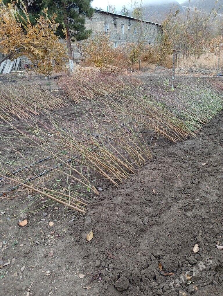 Şetdaly şitil - Ýanbaş - img 1