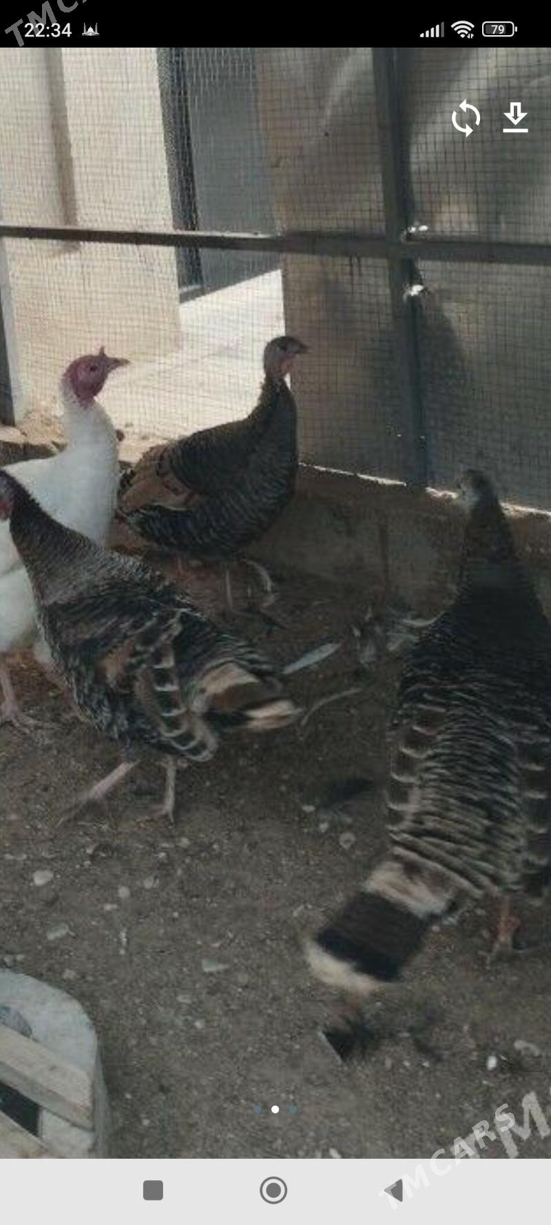 индук - Balkanabat - img 1