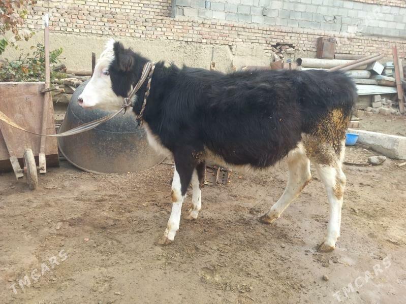 Göle urkacy - Бахарден - img 1