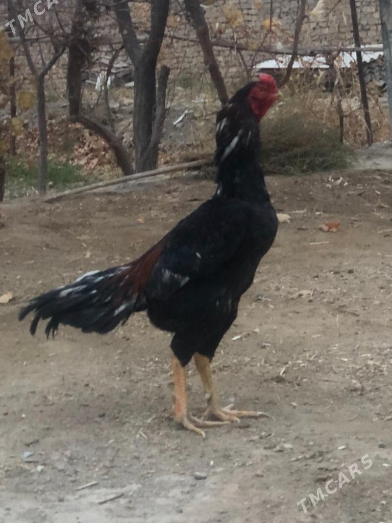 Horaz - Baýramaly - img 1