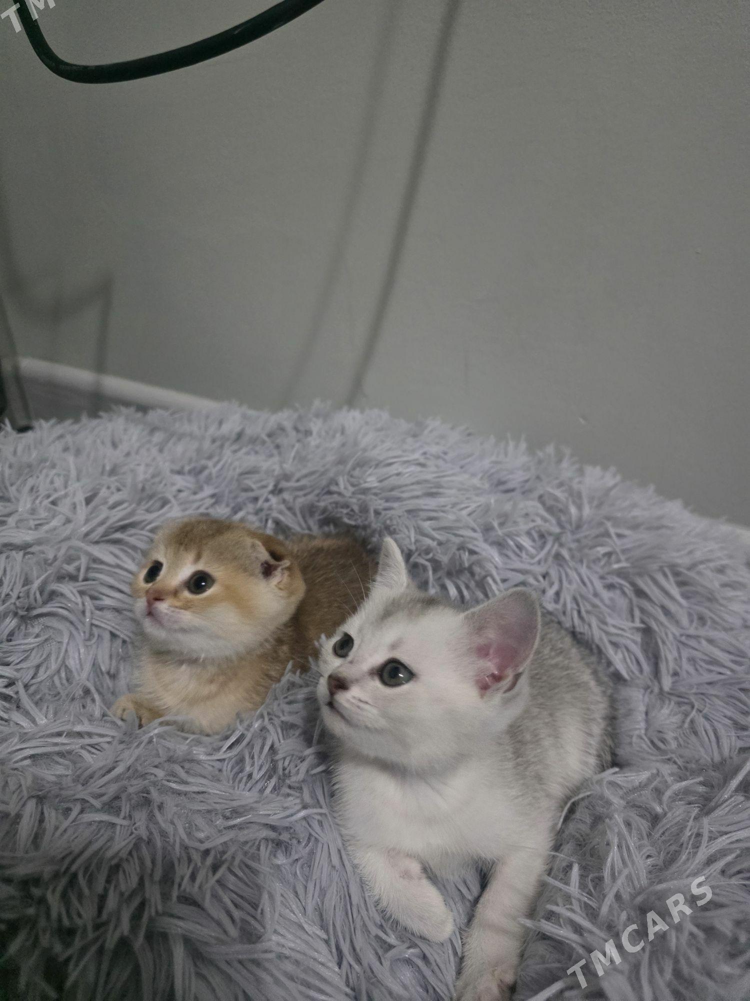 sinsilla zalatoy, serebristy - Parahat 2 - img 1