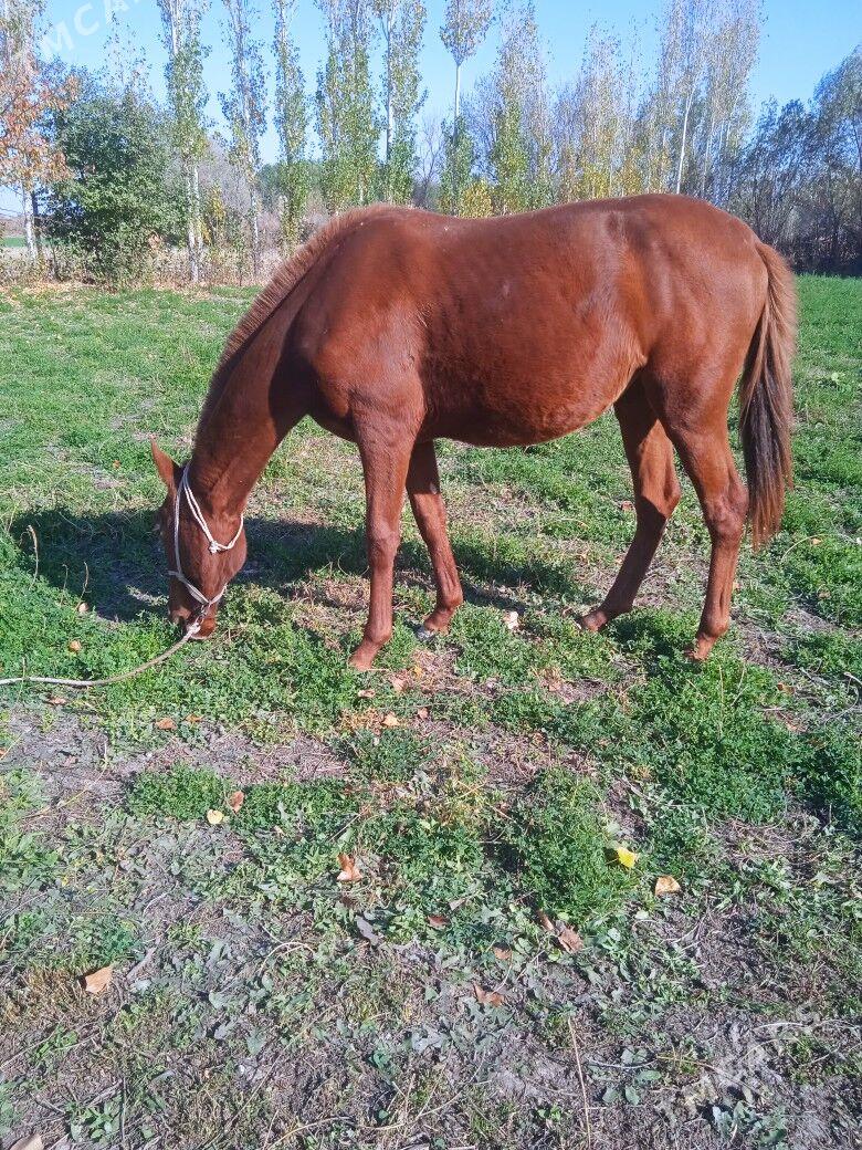 At - Гурбансолтан Едже - img 1