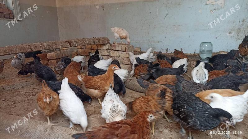 towyk juje - Murgap - img 1