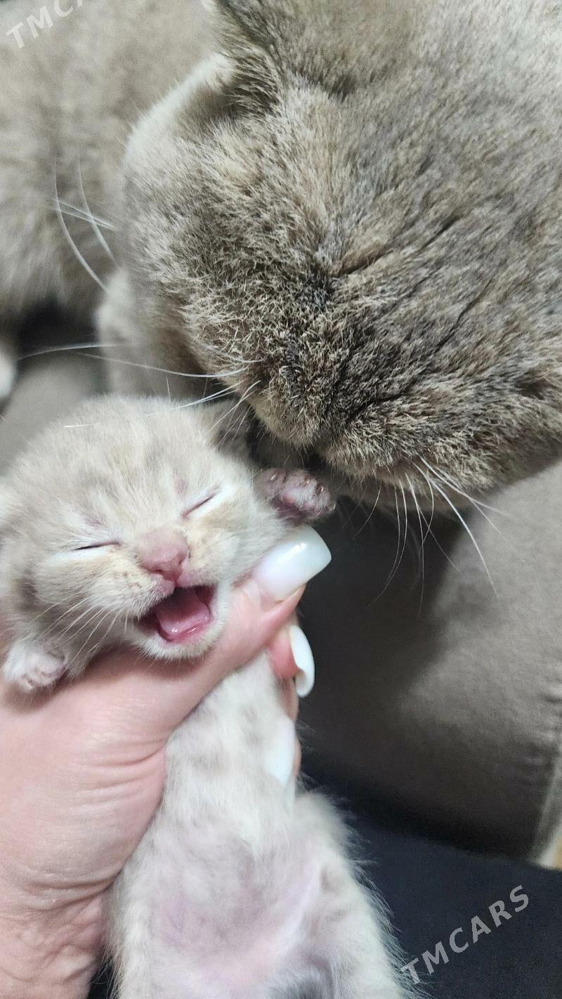 Шотландские котята - Aşgabat - img 1