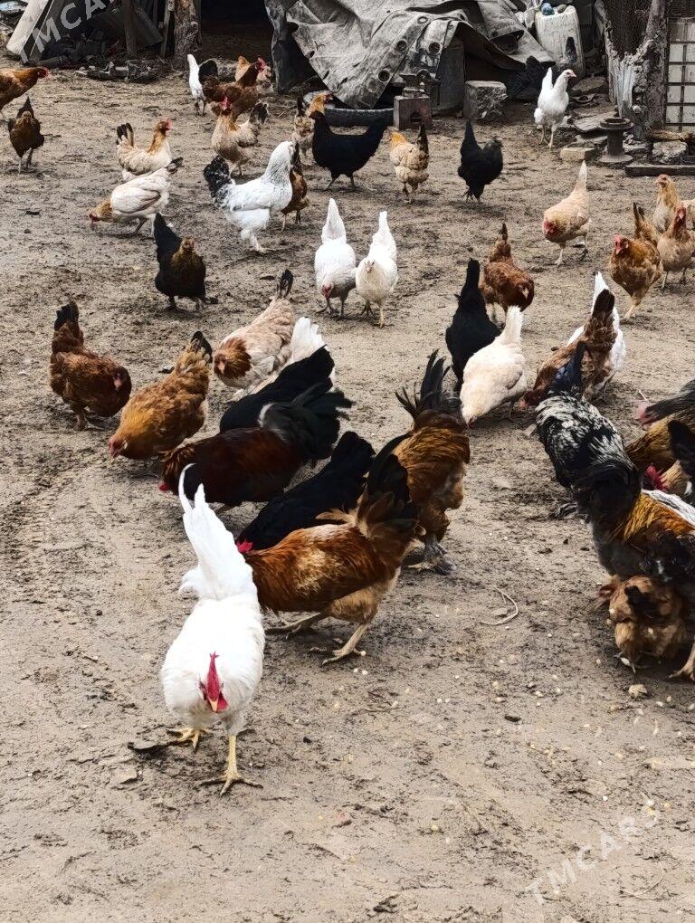 towuk - Mary - img 1