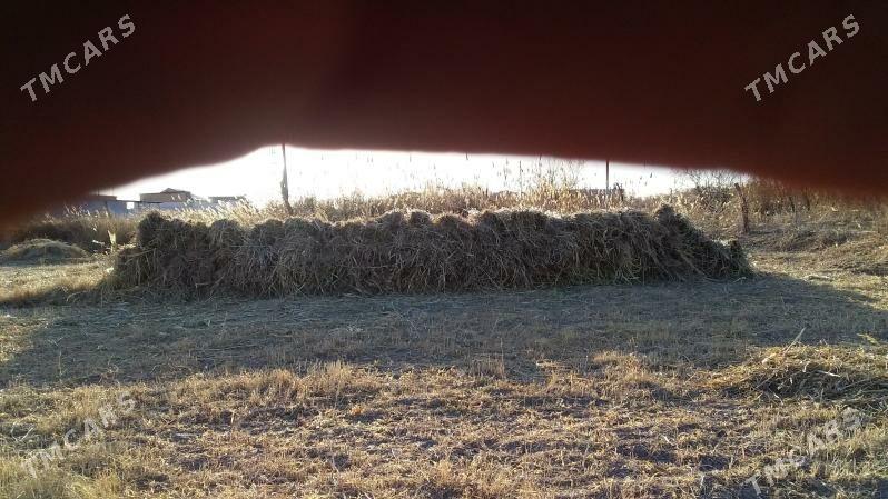 mal ot - Daşoguz - img 1