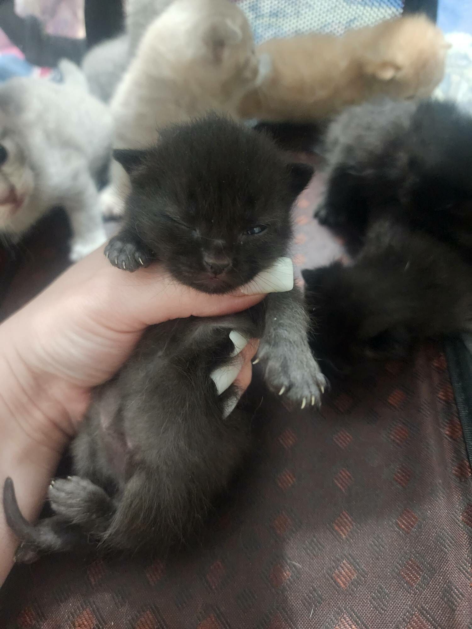 Шоколадные вислоухие - Aşgabat - img 1