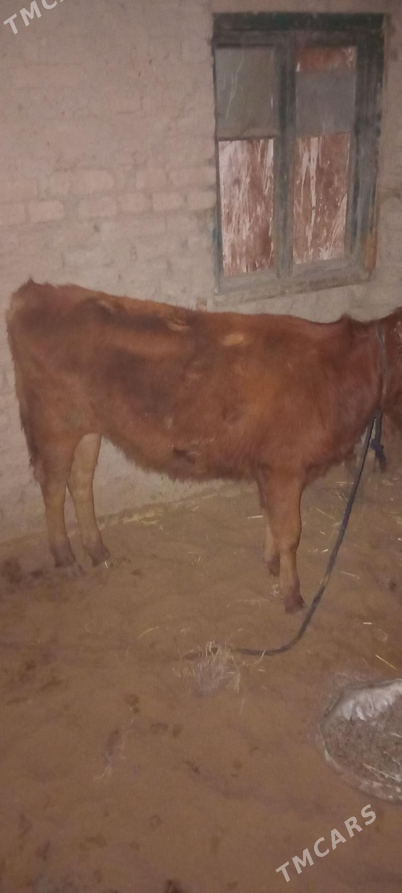 gulajyn - Мары - img 1