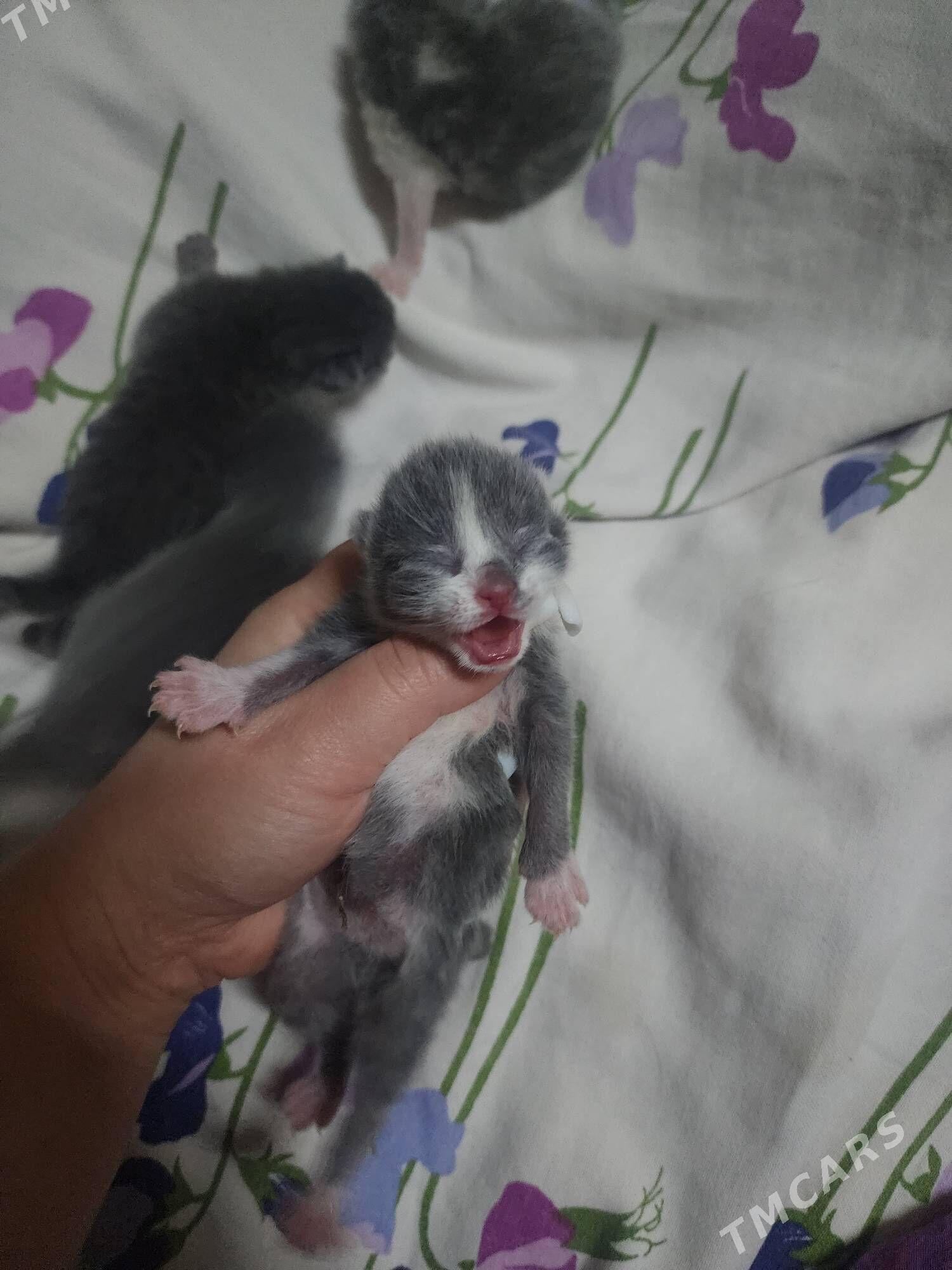 Шотландские феликс висл - Aşgabat - img 1