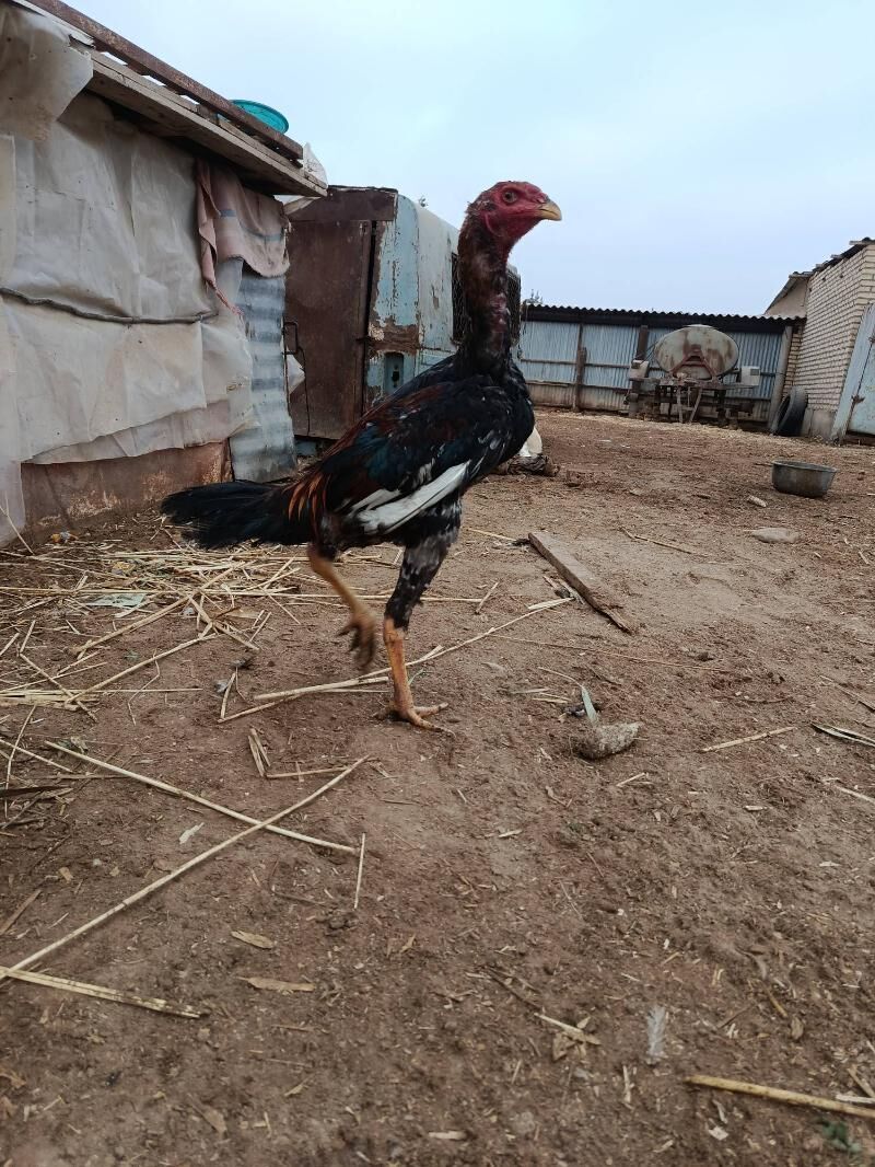 Horoz - Теджен - img 1