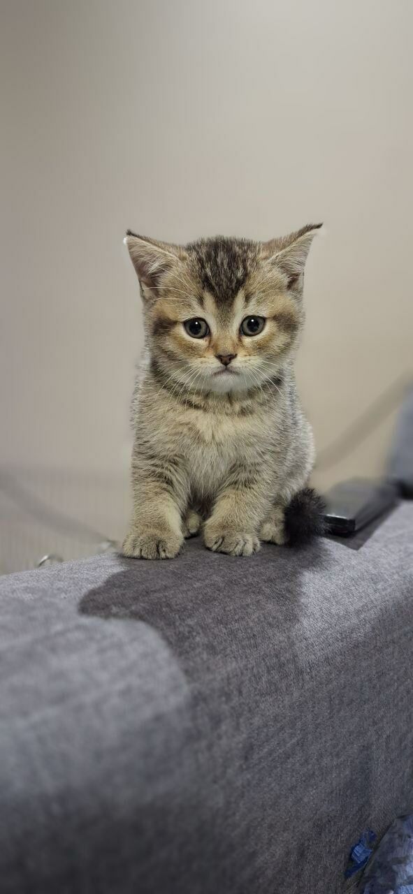 Чистокровные котята - Aşgabat - img 1