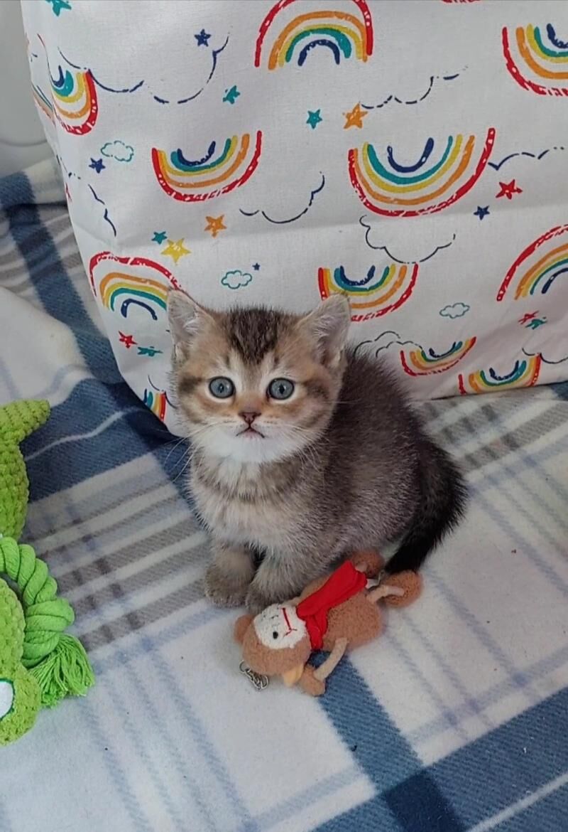 Золотая девочка - Aşgabat - img 1