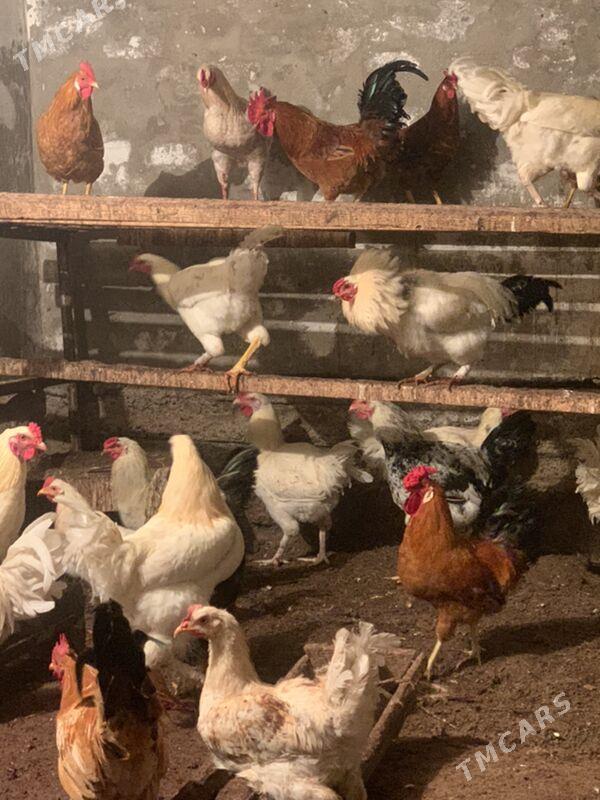 Horaz 120 - Mary - img 1