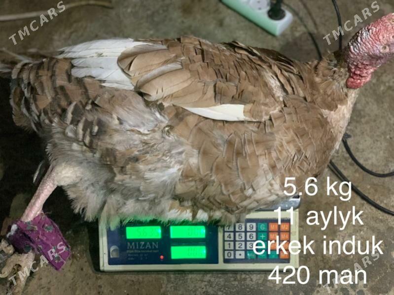 Induk - Mary - img 1