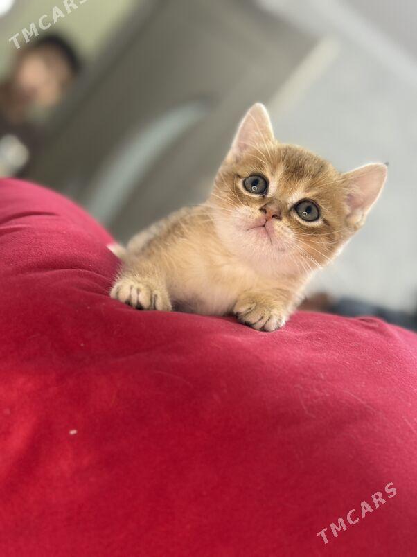 котята - Ашхабад - img 1