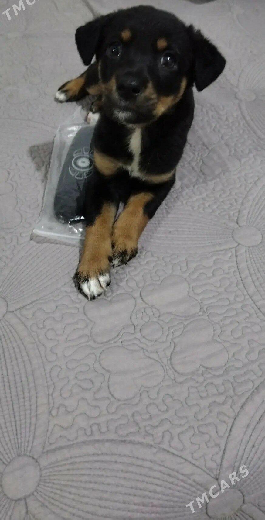 в добрые руки - Hazar - img 1