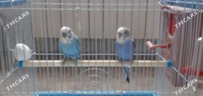 попугай popugaý - Büzmeýin - img 1