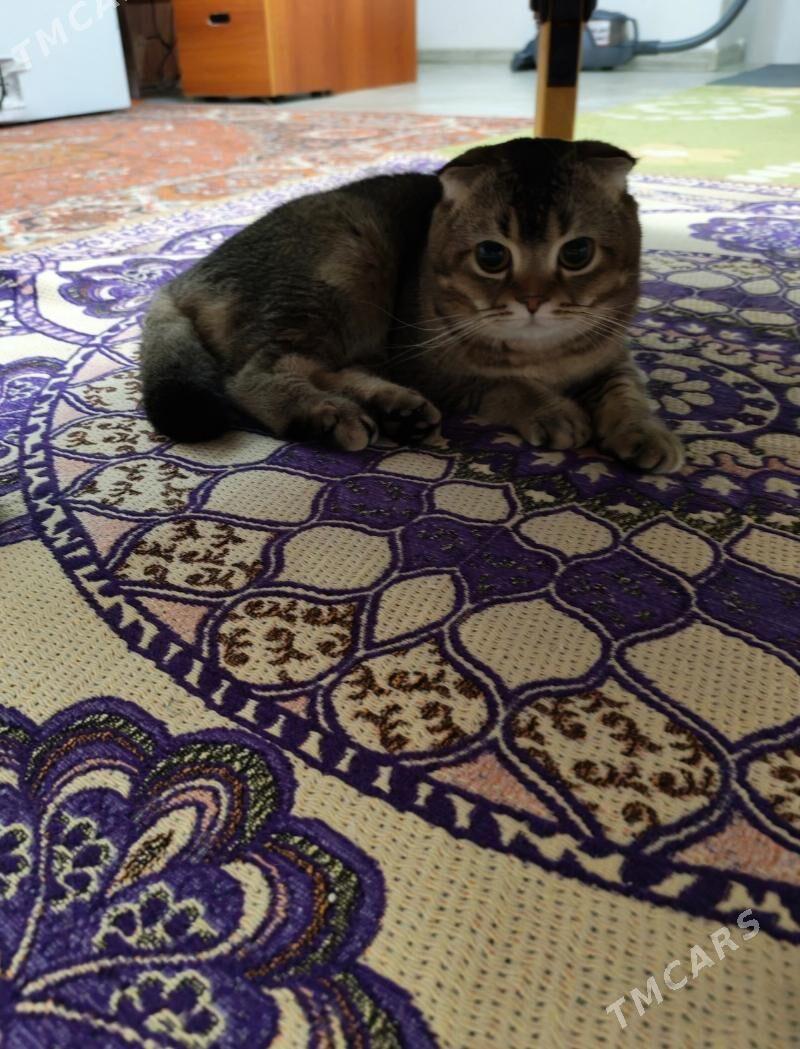 Şotlant ýatyk gulak pişik - Arzuw - img 1