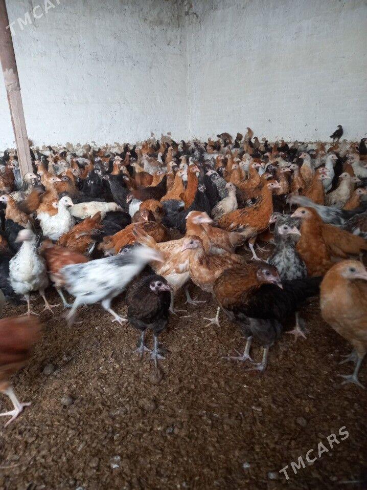 towuk juje - Mary - img 1