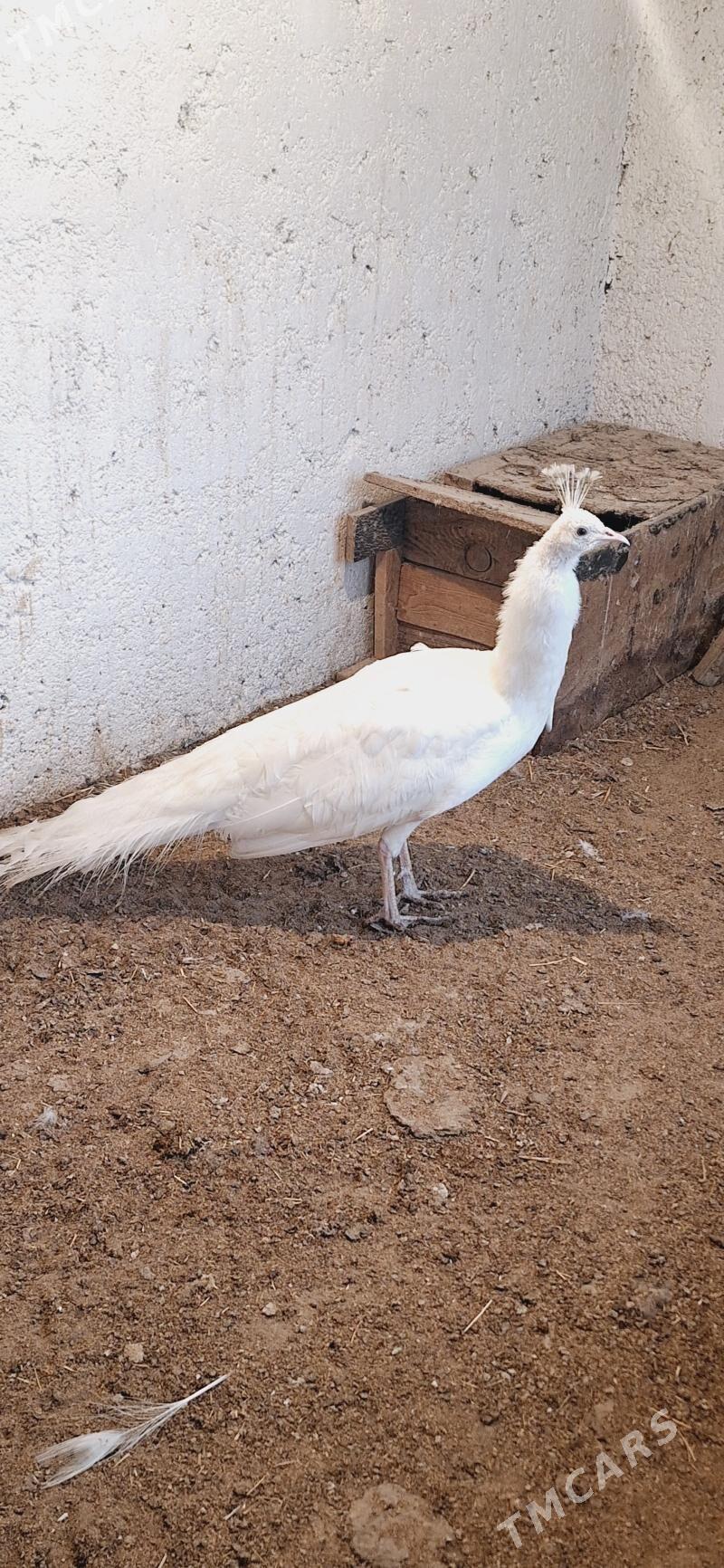 ak tawus guş - Gökdepe - img 1