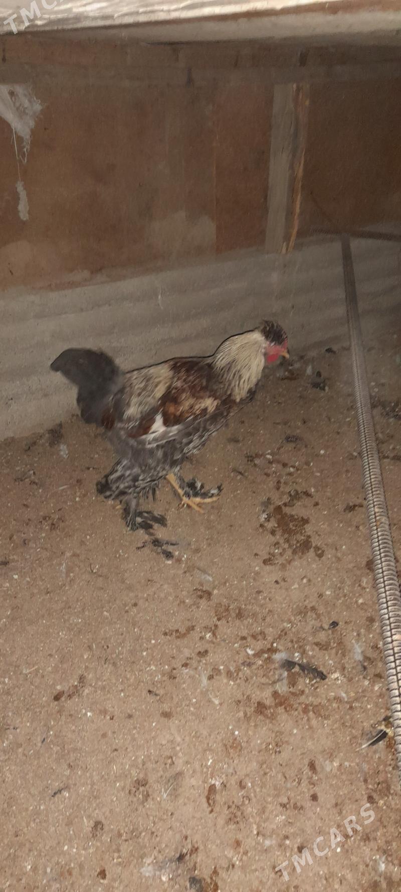 хороз - Gökdepe - img 1