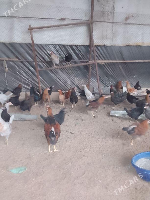 6aýlyk towuklar - Mary - img 1