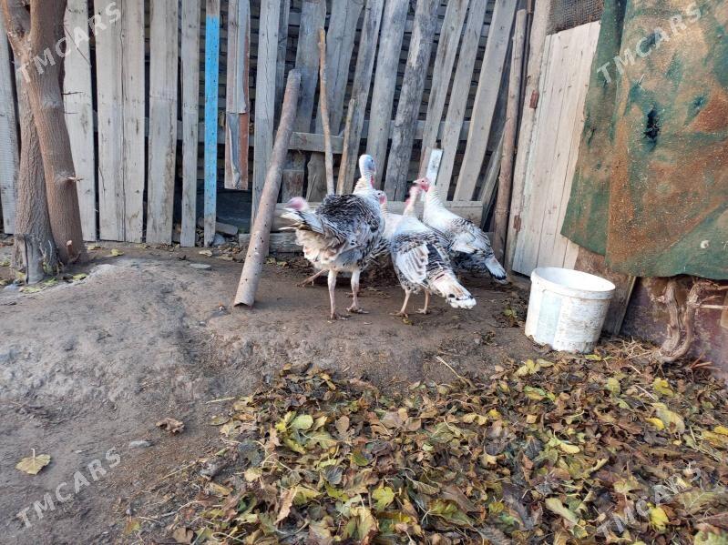 undiklar - Türkmenabat - img 1