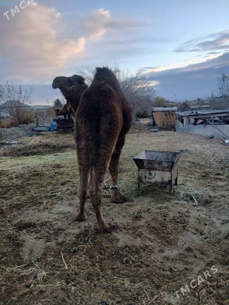 Erkek düýe - Sakarçäge - img 1