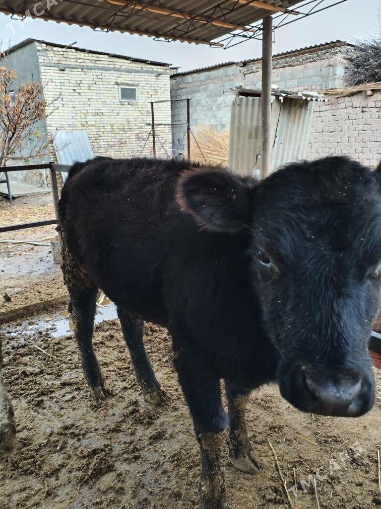 angus gunajin - Койтендаг - img 1