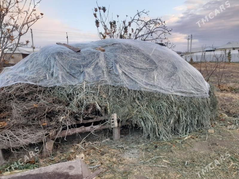 Ot - Мары - img 1