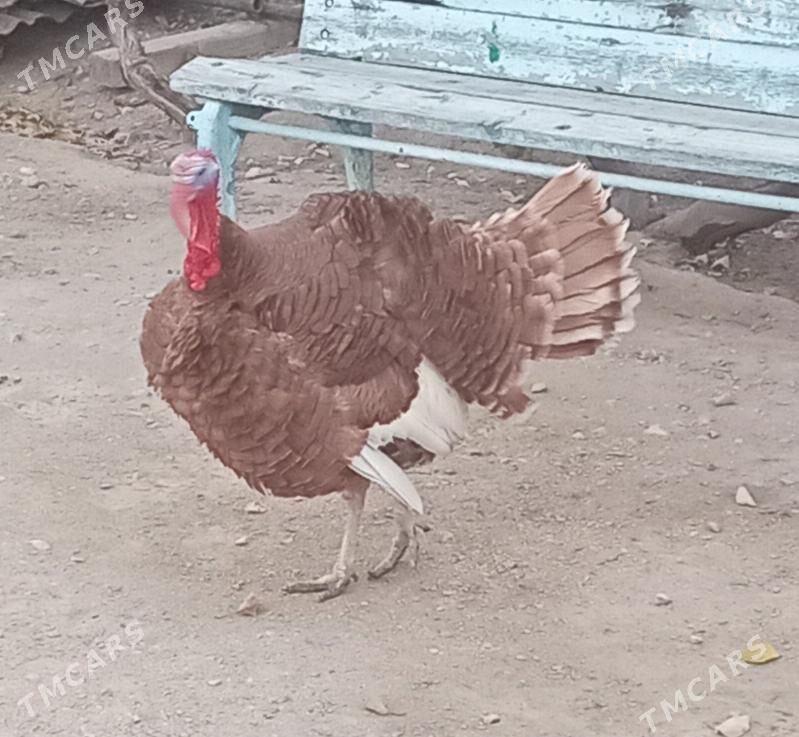 induk - Balkanabat - img 1