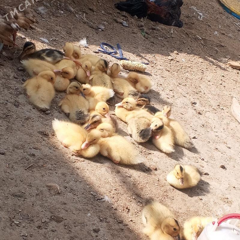 ordek gak gak - Büzmeýin - img 1