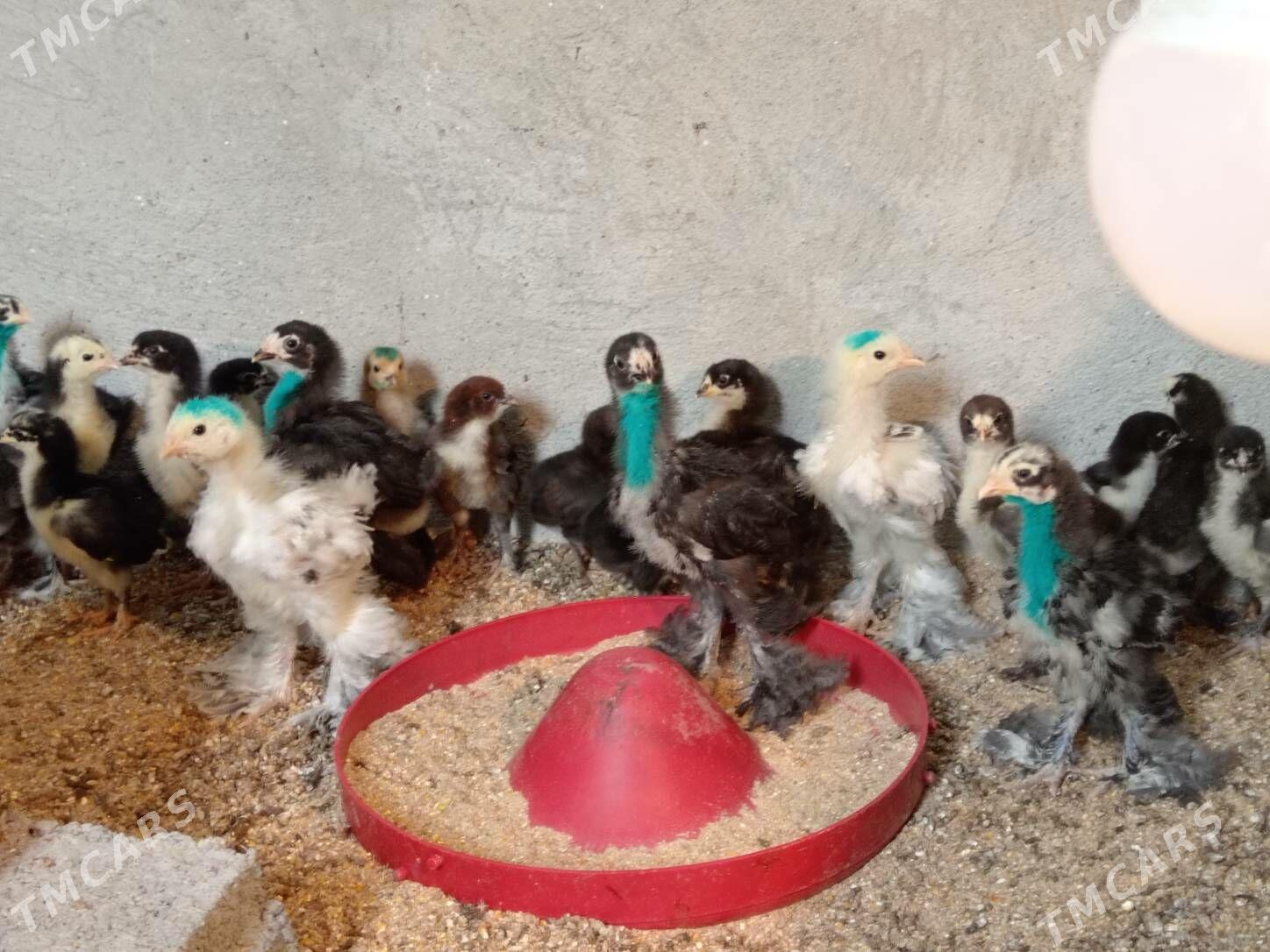 Brama jüýje - Büzmeýin - img 1