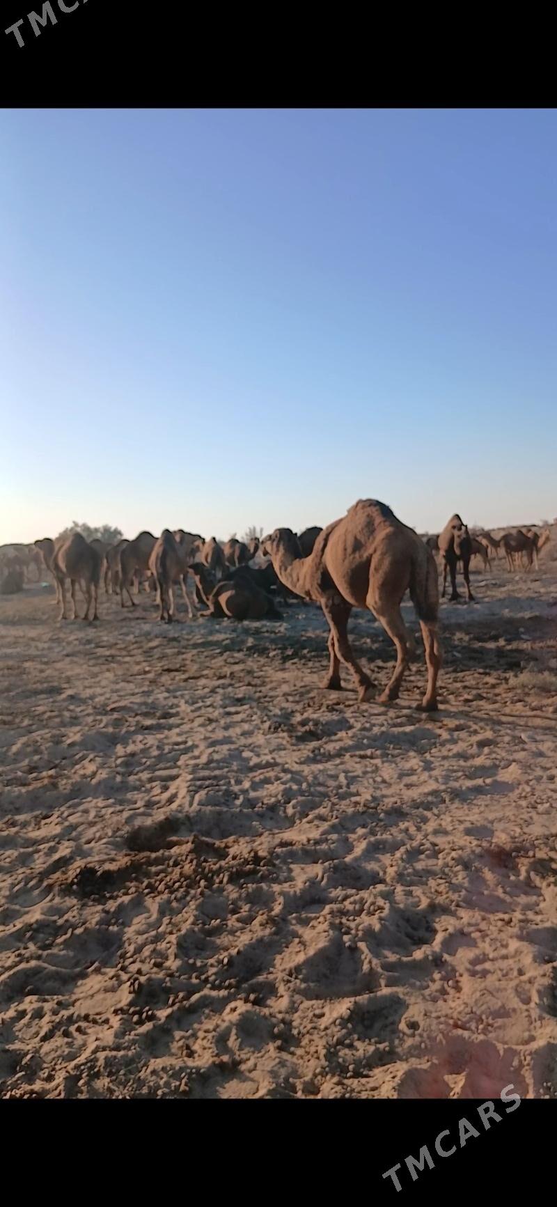 Höwir Erkeg - Сакарчага - img 1